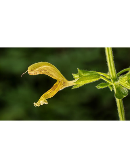 Klebriger Salbei, Salvia glutinosa Heimische Wildstaude Produktfoto