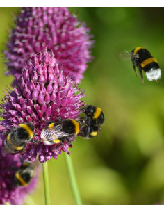 Kugelköpfiger Lauch, Allium sphaerocephalon Heimische Wildstaude, Produktfoto