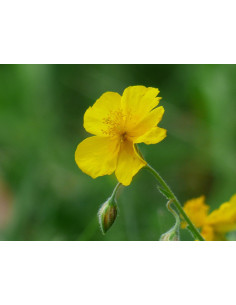 Gelbes Sonnenröschen, Helianthemum nummularium Heimische Wildstaude - Produktfoto