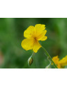 Gelbes Sonnenröschen, Helianthemum nummularium Heimische Wildstaude - Produktfoto