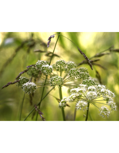 Wald-Engelwurz, Angelica sylvestris – Heimische Wildpflanze | Gärtnerei Hüskes
