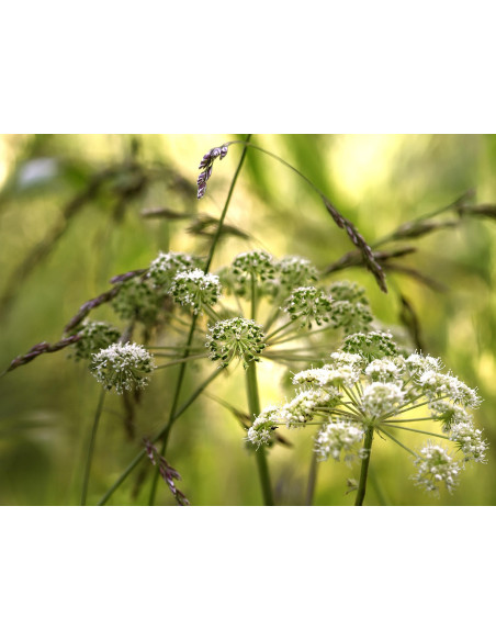 Wald-Engelwurz, Angelica sylvestris – Heimische Wildpflanze | Gärtnerei Hüskes