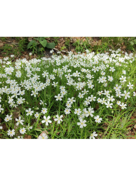 Echte Sternmiere, Stellaria holostea – Heimische Wildpflanze | Gärtnerei Hüskes