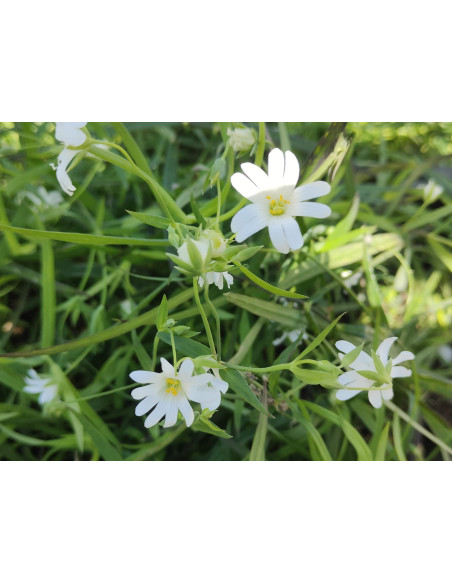 Echte Sternmiere, Stellaria holostea – Heimische Wildpflanze | Gärtnerei Hüskes