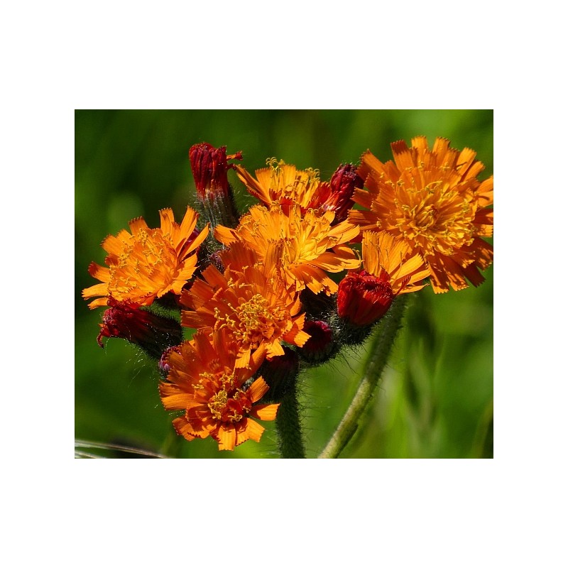 Orangerotes Habichtskraut, Hieracium aurantiacum heimische Wildstaude ( Produktfoto)