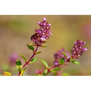 Breitblättriger Thymian, Gemeiner Thymian (Thymus pulegioides) – Wildstaude (Produktfoto)