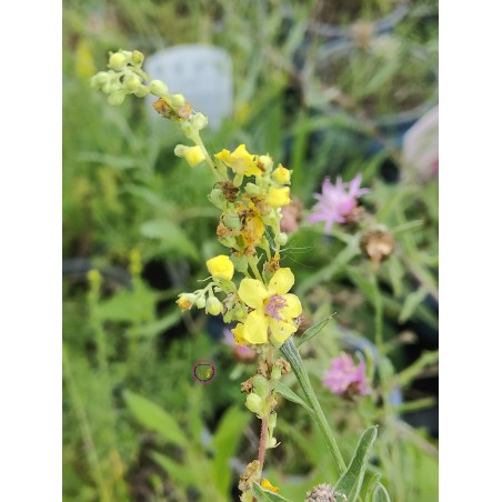 Schwarze Königskerze, (Verbascum nigrum) – Wildstaude (Produktfoto)