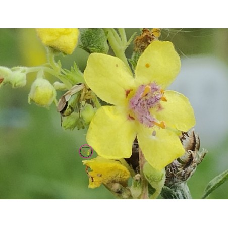 Schwarze Königskerze, (Verbascum nigrum) – Wildstaude (Produktfoto)