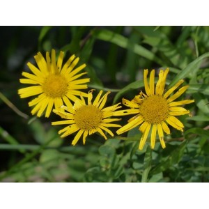 Ochsenauge Weidenblatt-Rindsauge (Buphthalmum salicifolium) – Pflanze (Produktfoto)