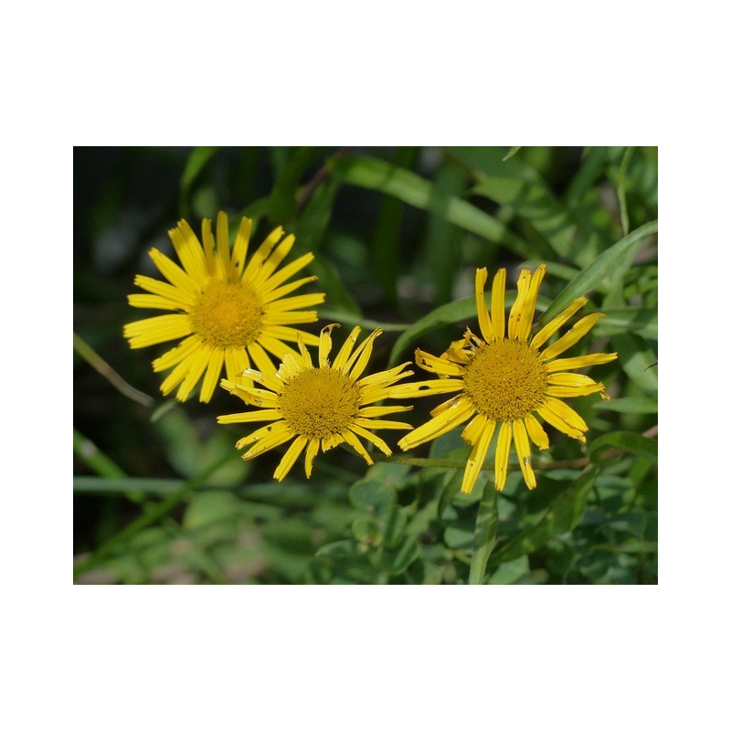 Ochsenauge Weidenblatt-Rindsauge (Buphthalmum salicifolium) – Pflanze (Produktfoto)