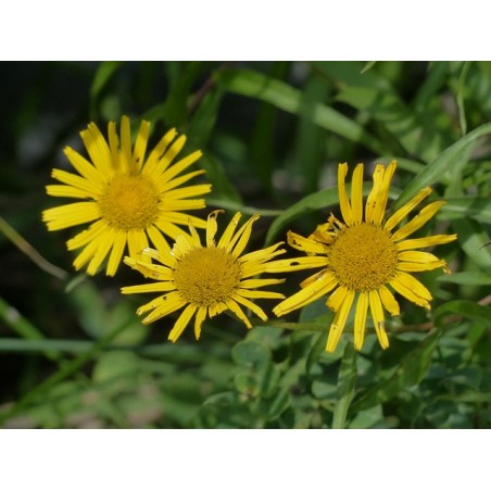 Ochsenauge Weidenblatt-Rindsauge (Buphthalmum salicifolium) – Pflanze (Produktfoto)