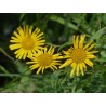 Ochsenauge Weidenblatt-Rindsauge (Buphthalmum salicifolium) – Pflanze (Produktfoto)