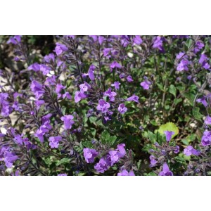 Kleinblütige Bergminze, (Calamintha nepeta) – Kräuter-/Gemüsepflanze (Produktfoto)