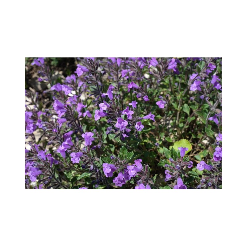 Kleinblütige Bergminze, (Calamintha nepeta) – Kräuter-/Gemüsepflanze (Produktfoto)