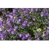 Kleinblütige Bergminze, (Calamintha nepeta) – Kräuter-/Gemüsepflanze (Produktfoto)