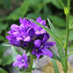 Jungpflanze Knäuel-Glockenblume  Campanula glomerata – Heimische Wildpflanze | Gärtnerei Hüskes