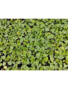 Ochsenauge Weidenblatt-Rindsauge (Buphthalmum salicifolium) – Pflanze (Produktfoto) 2