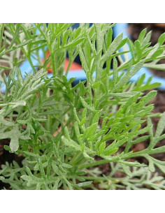 Eberraute (Artemisia abrotanum) mit fein gefiedertem, silbrig-grünem Laub und aromatischem Cola-Duft.