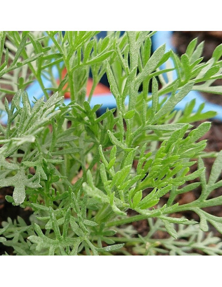 Eberraute (Artemisia abrotanum) mit fein gefiedertem, silbrig-grünem Laub und aromatischem Cola-Duft.