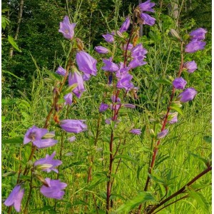 Glockenblume Nesselblättrige Campanula trachelium  – Wildstaude (Produktfoto)