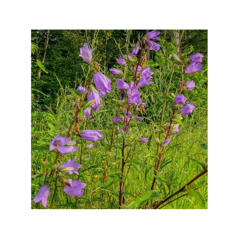 Glockenblume Nesselblättrige Campanula trachelium  – Wildstaude (Produktfoto)
