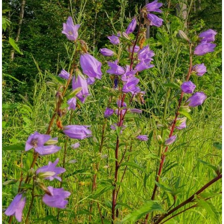 Glockenblume Nesselblättrige Campanula trachelium  – Wildstaude (Produktfoto)