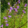 Glockenblume Nesselblättrige Campanula trachelium  – Wildstaude (Produktfoto)