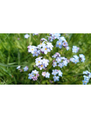 Sumpf-Vergissmeinnicht-(Myosotis-scorpioides): Pflanzenporträt & Nutzen – Heimische Wildpflanze | Gärtnerei Hüskes