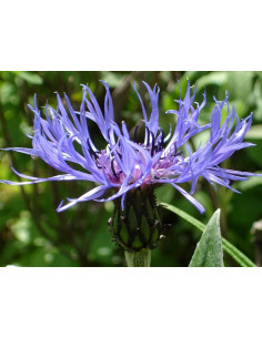 Berg-Aster, Aster amellus – Heimische Wildpflanze | Gärtnerei Hüskes