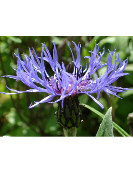 Berg-Aster, Aster amellus – Heimische Wildpflanze | Gärtnerei Hüskes