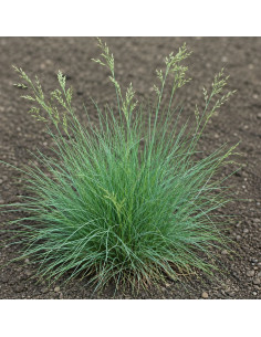 Schaf-Schwingel, Festuca ovina Produktfoto