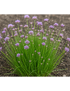 Berg-Lauch, Allium lusitanicum Produktfoto