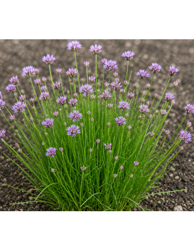 Berg-Lauch