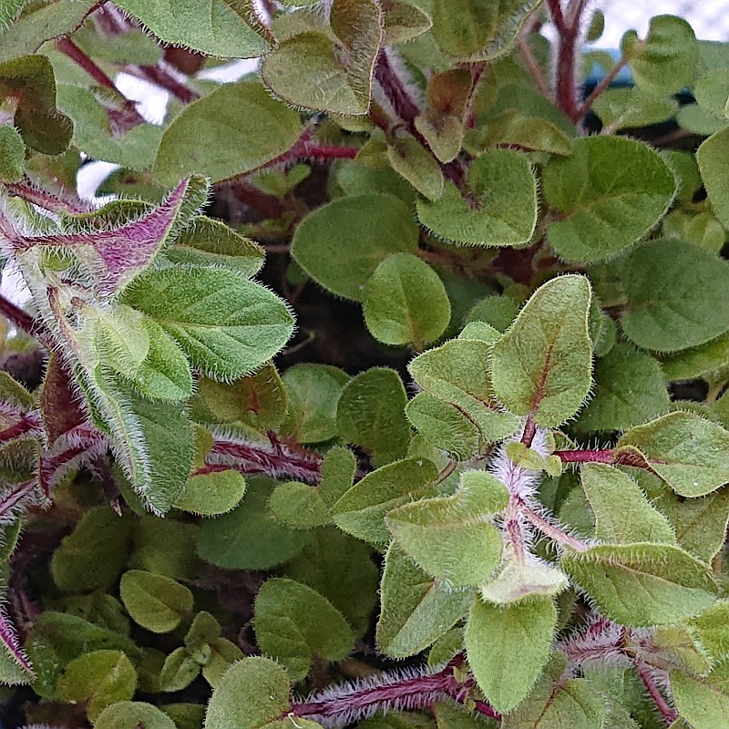 Oregano vulgare Produktbild