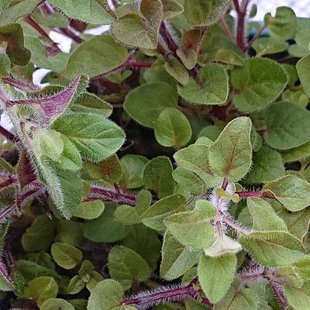 Oregano vulgare Produktbild