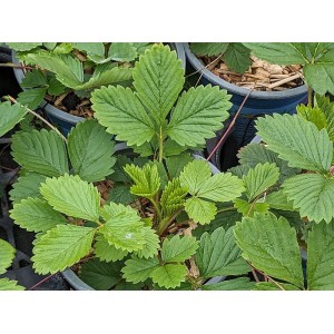 Wald-Erdbeere Fragaria vesca var. vesca - heimische Wildstaude ( Produktfoto)