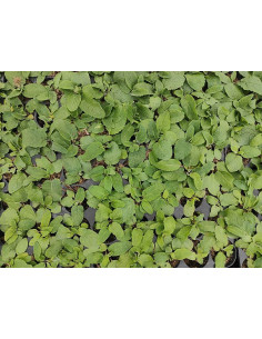 Jungpflanze rotes Seifenkraut Produktbild 2