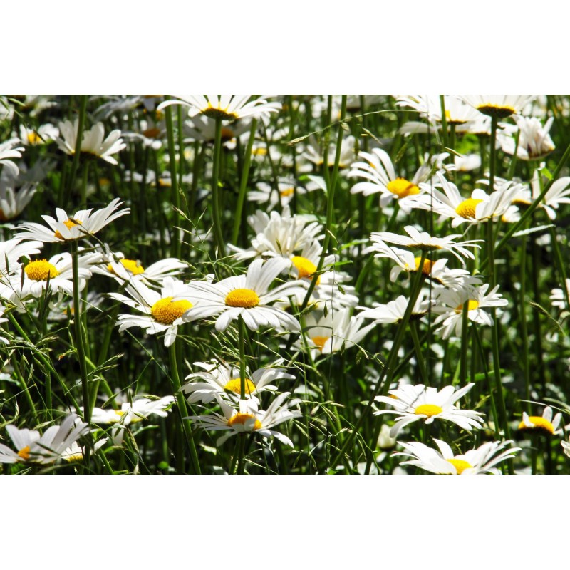 Blüten einer Wiesenmargeritte – Wildstaude (Produktfoto)