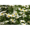 Blüten einer Wiesenmargeritte – Wildstaude (Produktfoto)