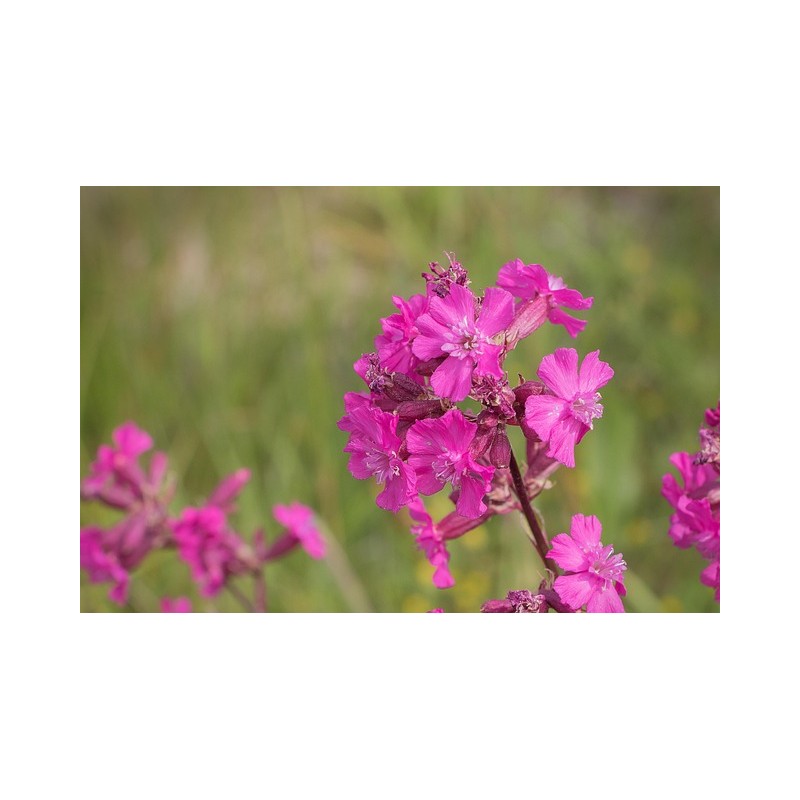 Alpen-Lichtnelke Alpen-Pechnelke (Lychnis alpina) – Pflanze (Produktfoto)