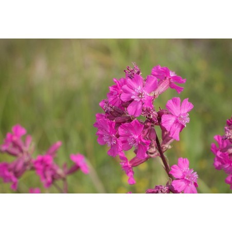 Alpen-Lichtnelke Alpen-Pechnelke (Lychnis alpina) – Pflanze (Produktfoto)