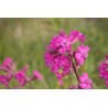 Alpen-Lichtnelke Alpen-Pechnelke (Lychnis alpina) – Pflanze (Produktfoto)
