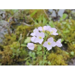 Wiesenschaumkraut (Cardamine pratensis) – Wildstaude (Produktfoto) 2