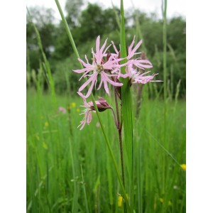 Jungpflanze Kuckucks-Lichtnelke Silene flos-cuculi Rosa Stern der Feuchtwiese – Heimische Wildpflanze | Gärtnerei Hüskes 2
