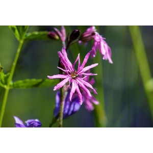 Jungpflanze Kuckucks-Lichtnelke Silene flos-cuculi Rosa Stern der Feuchtwiese – Heimische Wildpflanze | Gärtnerei Hüskes