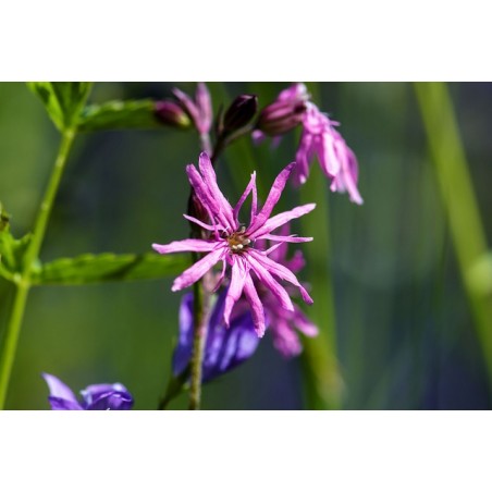 Jungpflanze Kuckucks-Lichtnelke Silene flos-cuculi Rosa Stern der Feuchtwiese – Heimische Wildpflanze | Gärtnerei Hüskes