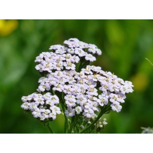 Wiesen Schafgarbe Achillea millefolium - heimische Wildstaude ( Produktfoto)