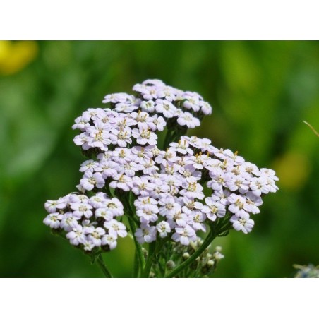 Wiesen Schafgarbe Achillea millefolium - heimische Wildstaude ( Produktfoto)