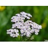 Wiesen Schafgarbe Achillea millefolium - heimische Wildstaude ( Produktfoto)