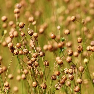 Jungpflanze Blauer Lein, Stauden-Lein Linum perenne – Heimische Wildpflanze | Gärtnerei Hüskes 2